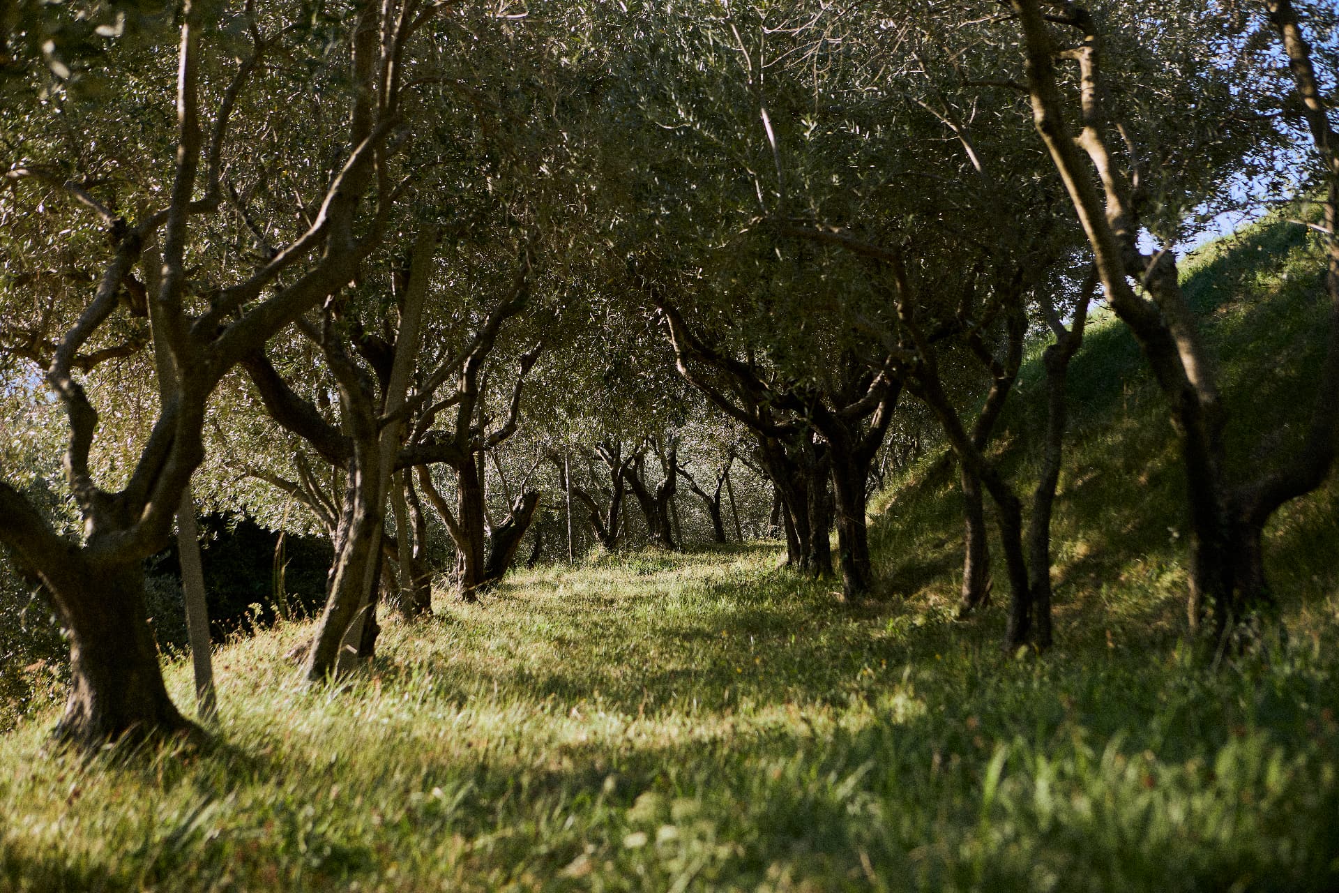 L'oliveto sul pendio erboso di Campeglio