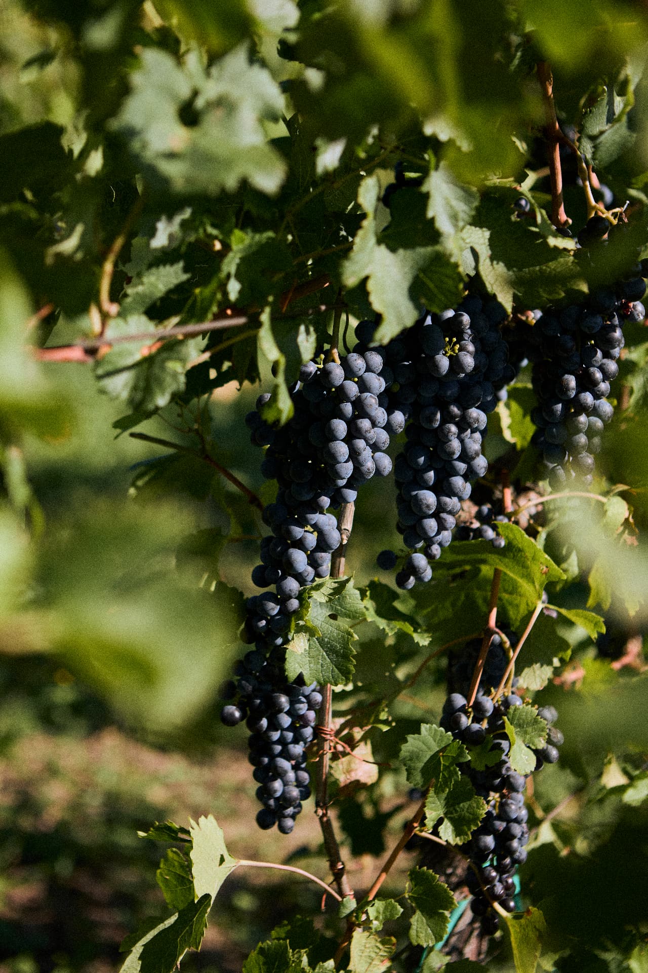 I grappoli di uva rossa maturi sulla vite