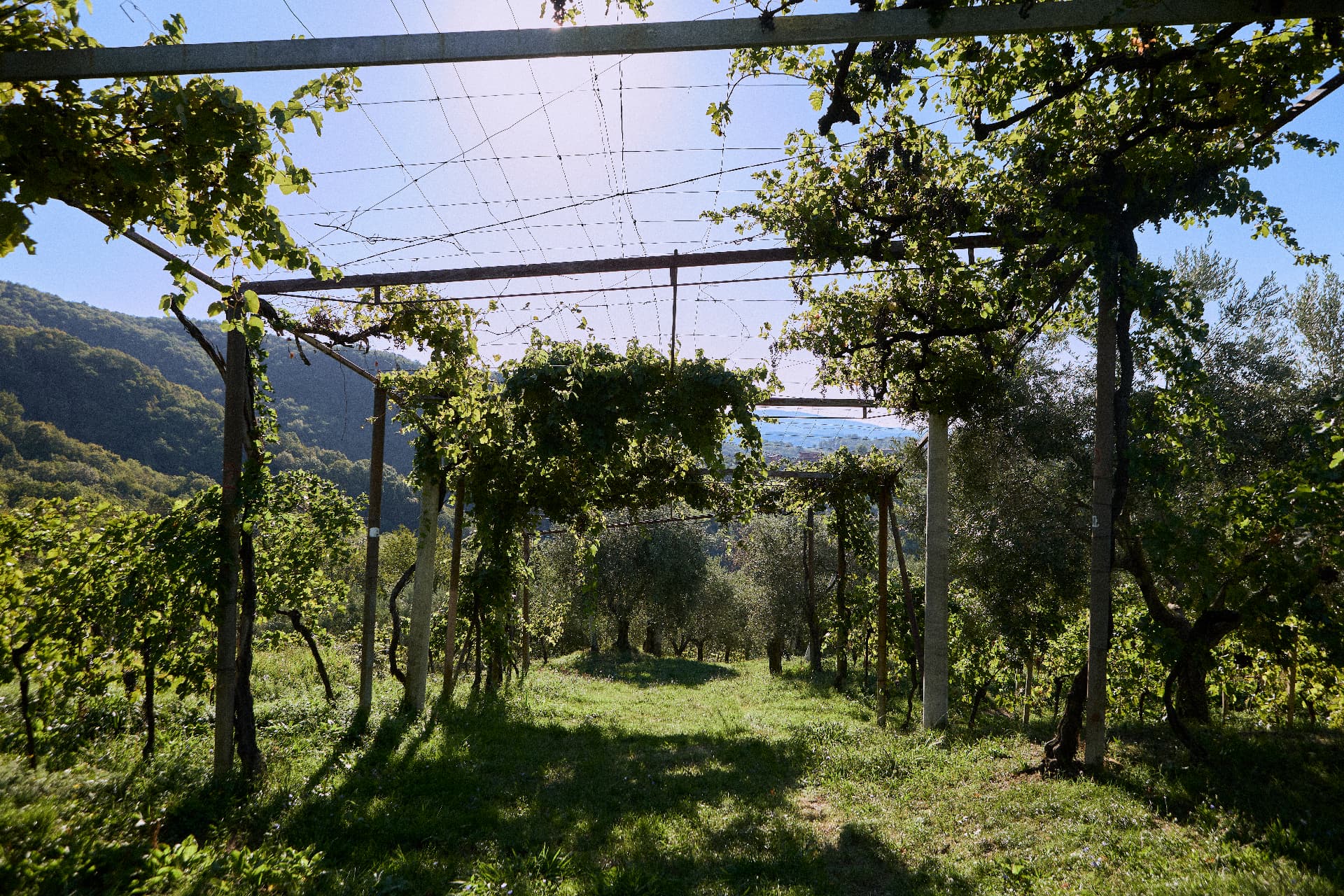 I grappoli appesi sotto la pergola del vigneto