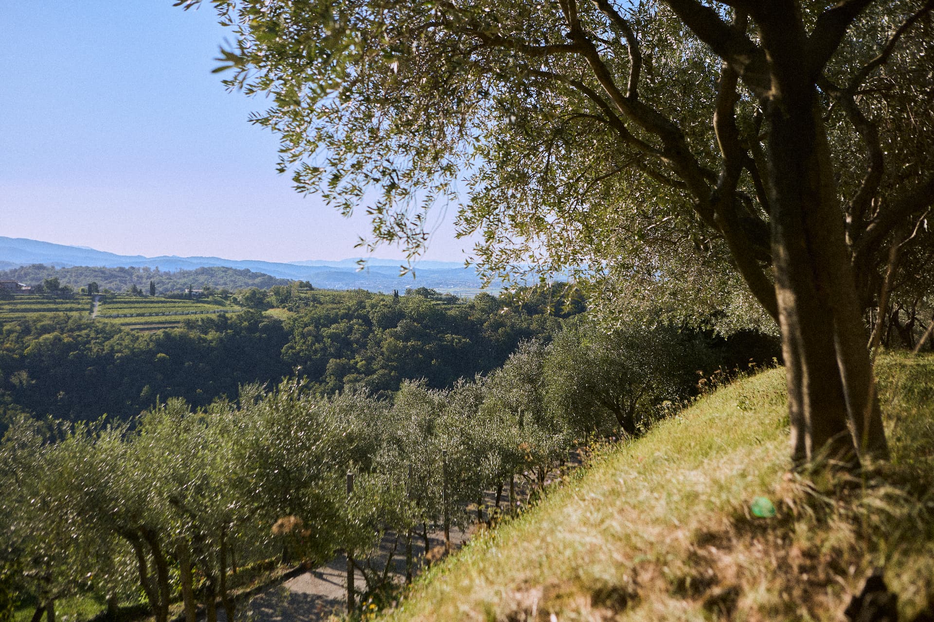 L'oliveto in pendenza che guarda verso la valle