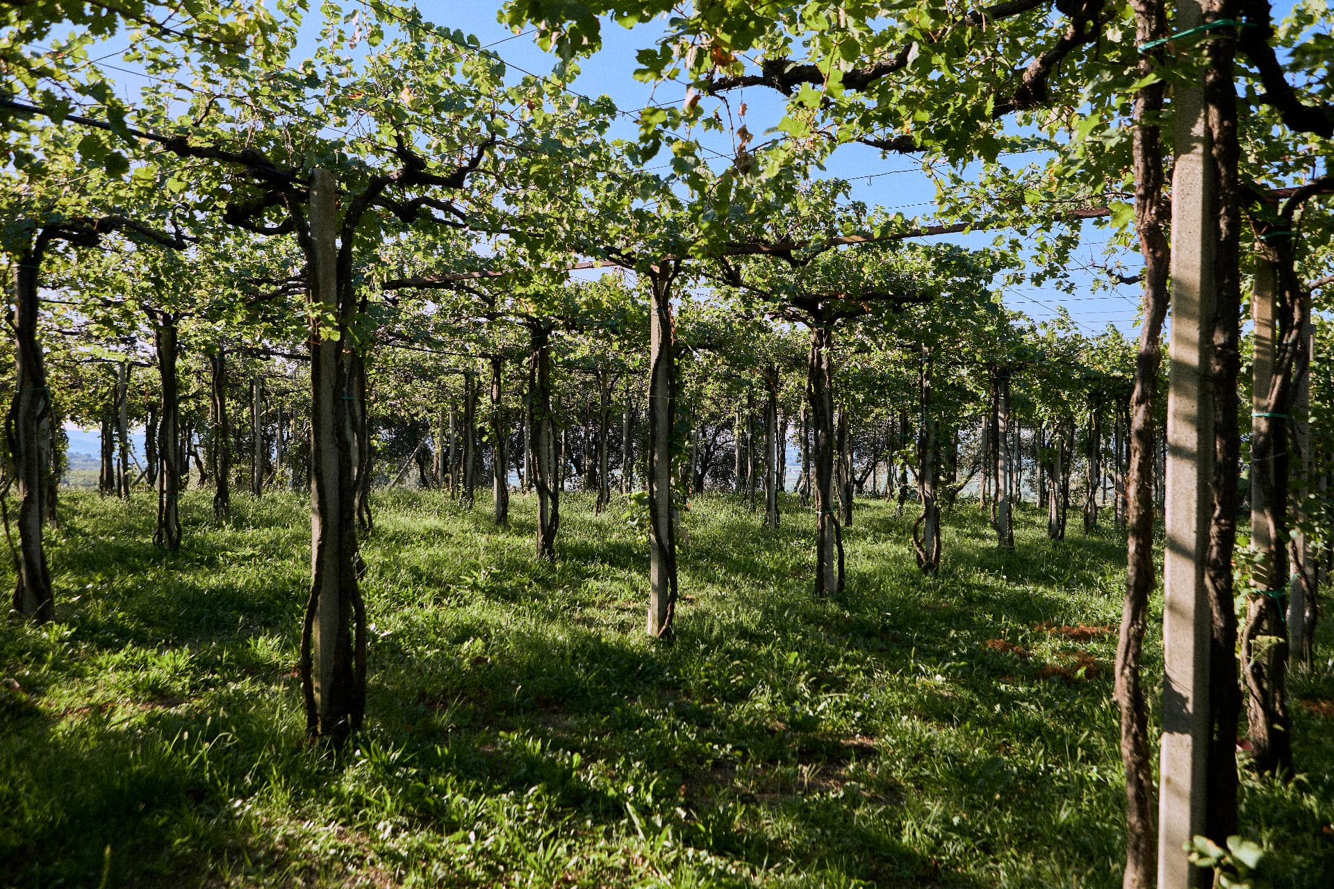 Il vigneto a pergola di Campeglio visto tra i pali in cemento